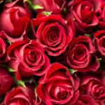 red-roses_full_width