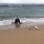 1466217_screenshot-2_ls