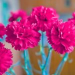 1427155_profimedia0245216001_ff