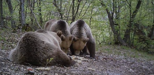 Мечка утрово нападна стадо овци во битолско