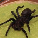 1584103_tarantula-tortilja_ls