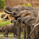 Elephants-group