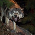 1702867_profimedia0034596749_ls