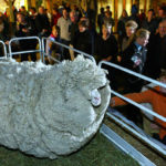 Clever Sheep Avoided Shearing For Six Years By Hiding In A Cave 2