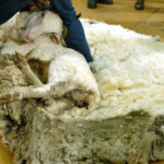 Clever Sheep Avoided Shearing For Six Years By Hiding In A Cave 3