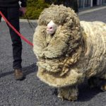 Clever Sheep Avoided Shearing For Six Years By Hiding In A Cave 5