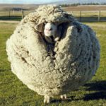 Clever Sheep Avoided Shearing For Six Years By Hiding In A Cave 6