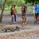 Komodo,Island,/,Indonesia,-,August,10,2016:,Wild,Komodo