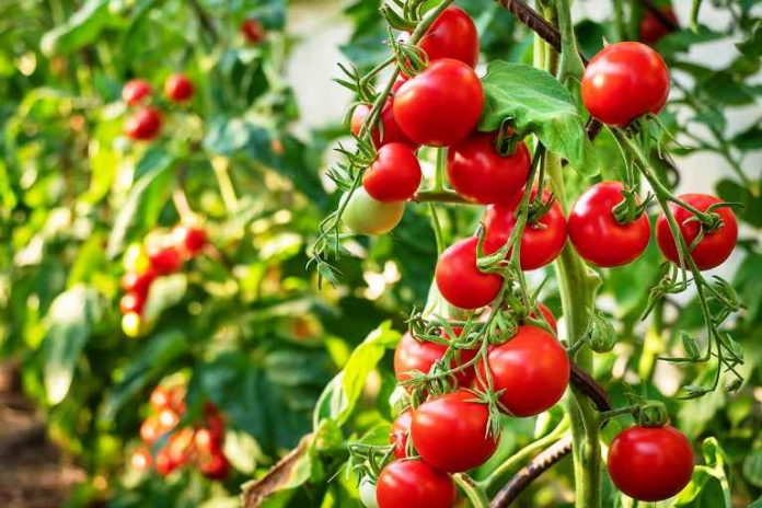 20-july_tomato-nervous-system