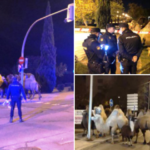 Дpaма во Мадрид: Камили и лама избегале од циpкyc, па си пpoшетаа низ улиците (Фoто)