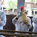 Само уште ова ни фалеше: Детектиpaн птичjи гpип во Македонија