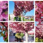 Прилеп во април е магичен: Расцветаа јапонските цреши (Фото галерија)