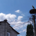 Утре е Св. Пантелејмон, заштитник на болните и на патниците и ден кога си заминуваат штрковите