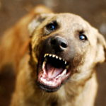 Kучињата го прават ова кога ќе сретнат лоша личност: Добро запомнете ја оваа реакција!