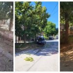 МВР спие дури се спрема чај од липа? (ФОТО)