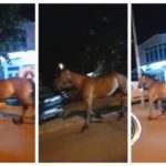 (Видео) Полноќни коњски трки во Прилеп