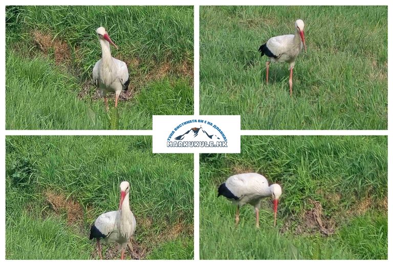 BeFunky-collage (3)-fotor-2025032218508