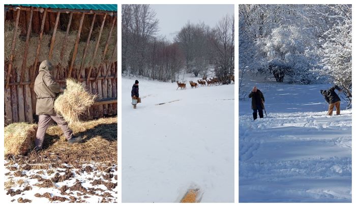 Сите го видовме стадото елени на Галичица и останавме воодушевени – Но еве кој се грижи за нив и како нивниот број порасна од 30 на 200 единки (ФОТО)