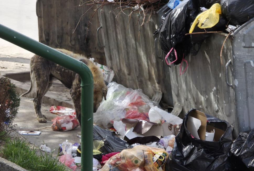 (ФОТО) Загрижен прилепчанец за хигиената во градот испрати грозна фотографија