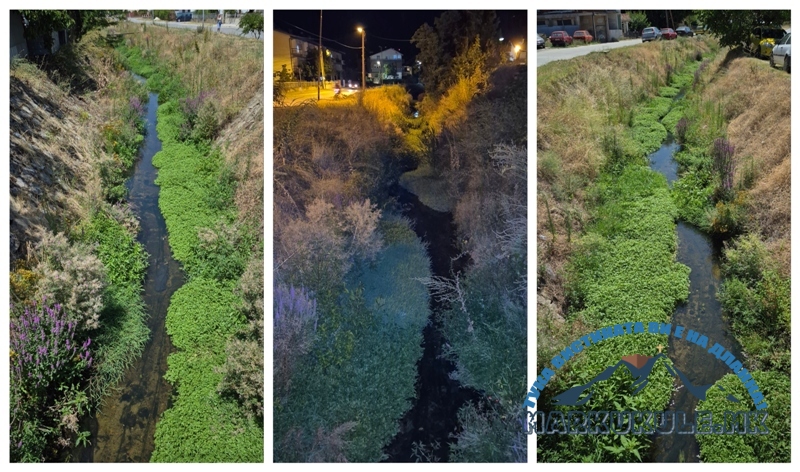 (Фото галерија) Ова ли е причината за наездата од инсекти, гуштери и комарци во најелитната населба во Прилеп?